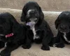 Cockapoo