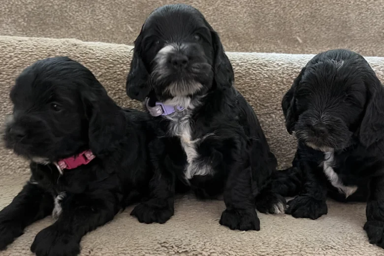Cockapoo