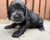 Cockapoo