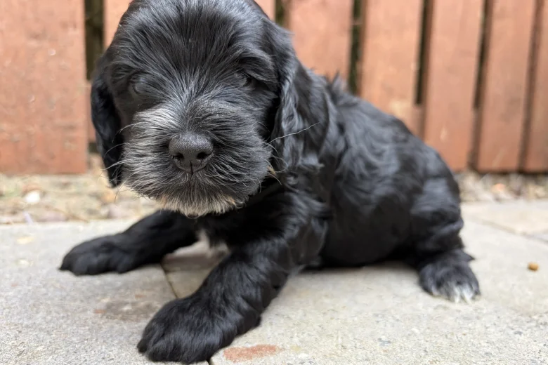 Cockapoo