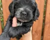Cockapoo