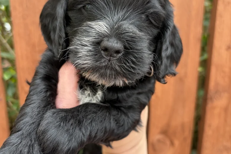 Cockapoo