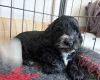 Cockapoo