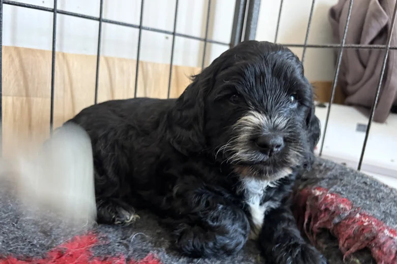 Cockapoo