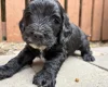 Cockapoo