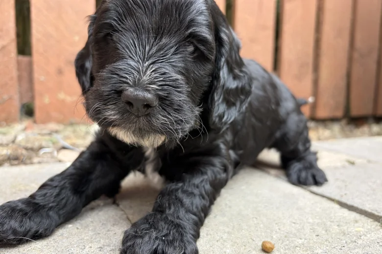Cockapoo