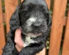 Cockapoo