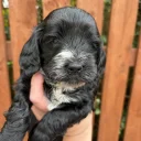 Cockapoo