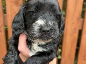 Cockapoo