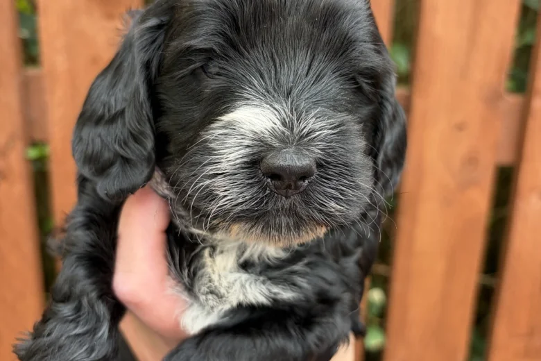 Cockapoo
