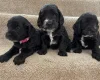 Cockapoo