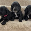 Cockapoo