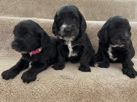 Cockapoo