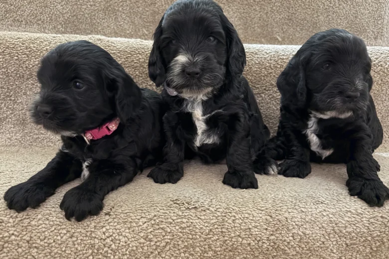Cockapoo