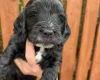 Cockapoo