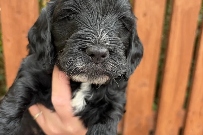 Cockapoo