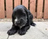 Cockapoo
