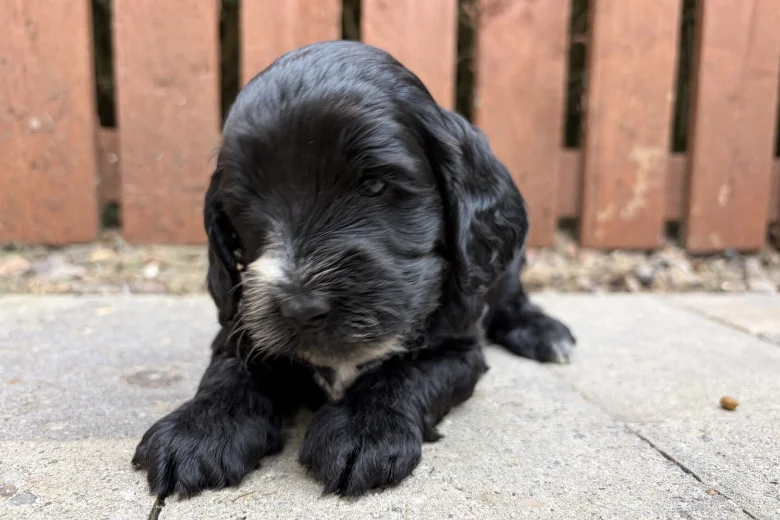 Cockapoo
