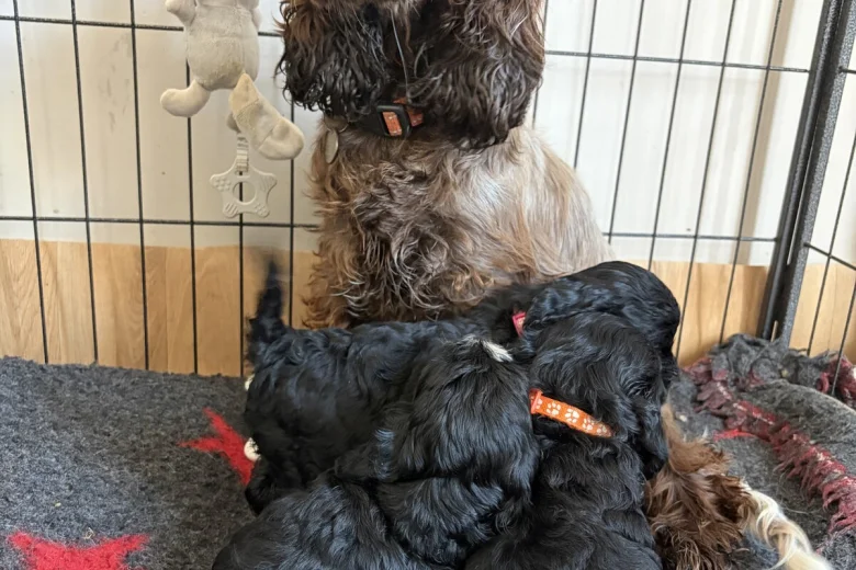 Cockapoo