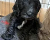 Cockapoo