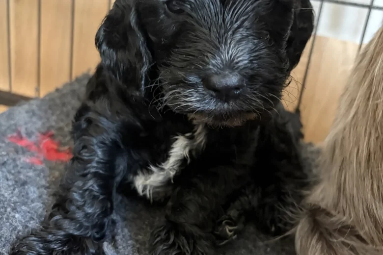 Cockapoo