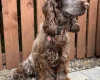 Cockapoo
