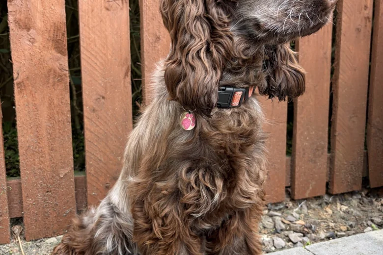 Cockapoo