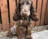 Cockapoo