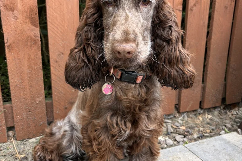 Cockapoo