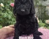 Cockapoo