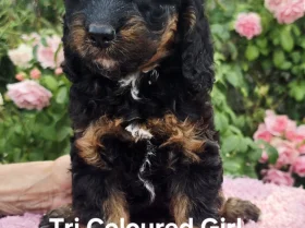 Cockapoo