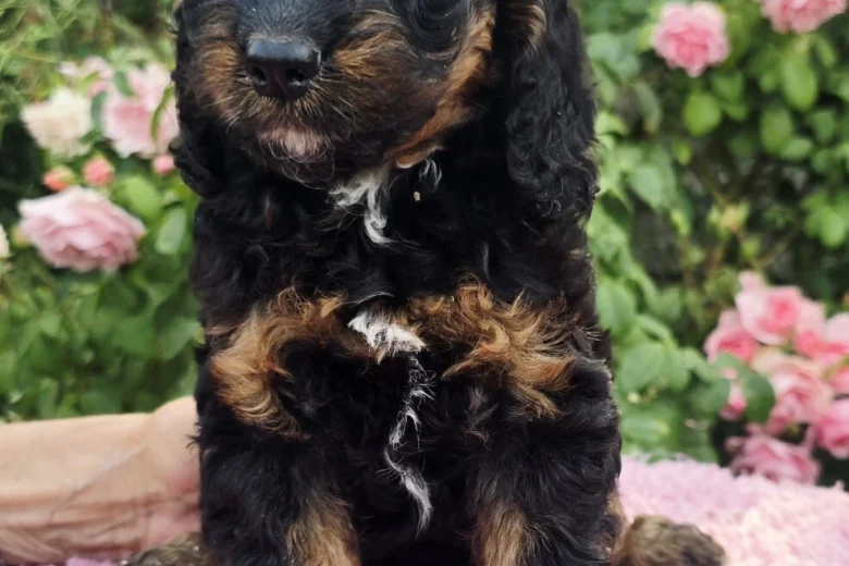 Cockapoo