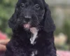 Cockapoo