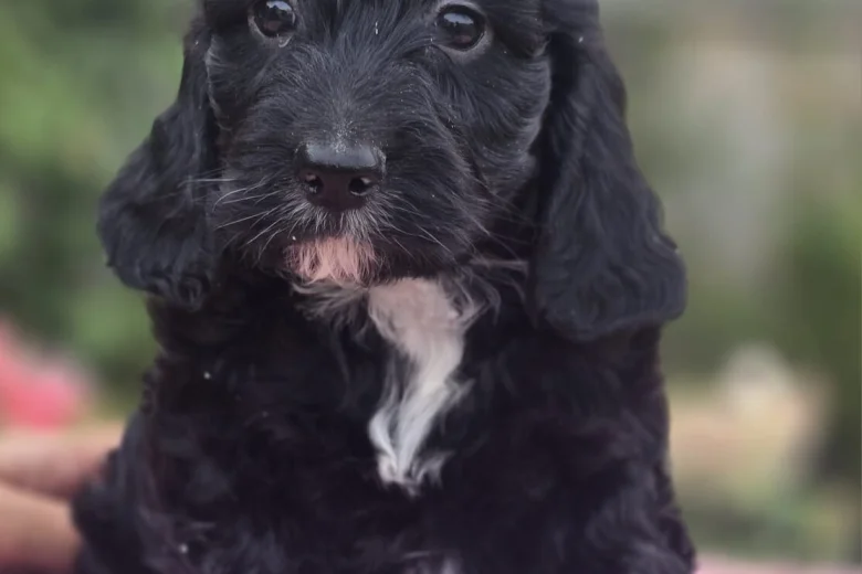 Cockapoo