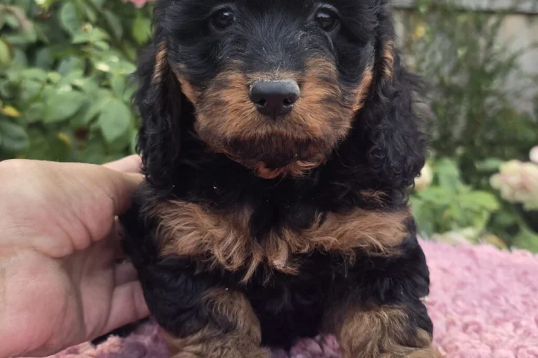 Cockapoo