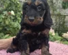 Cockapoo