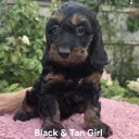 Cockapoo