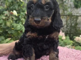 Cockapoo