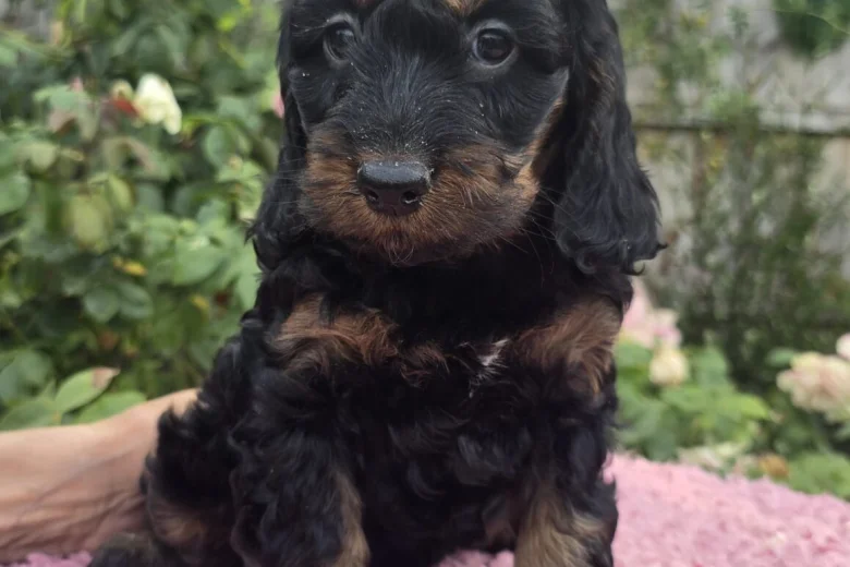 Cockapoo