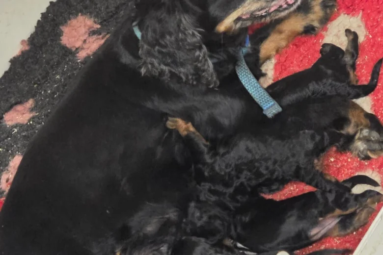 Cockapoo
