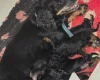 Cockapoo