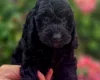 Cockapoo