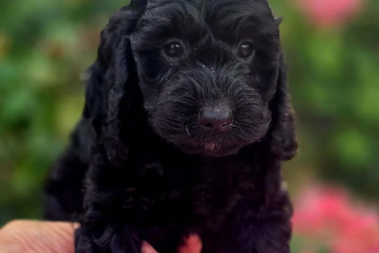 Cockapoo