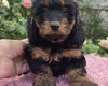 Cockapoo