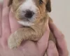 Cockapoo