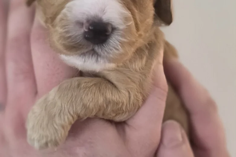 Cockapoo