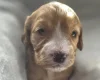 Cockapoo