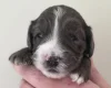 Cockapoo