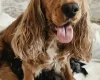Cockapoo
