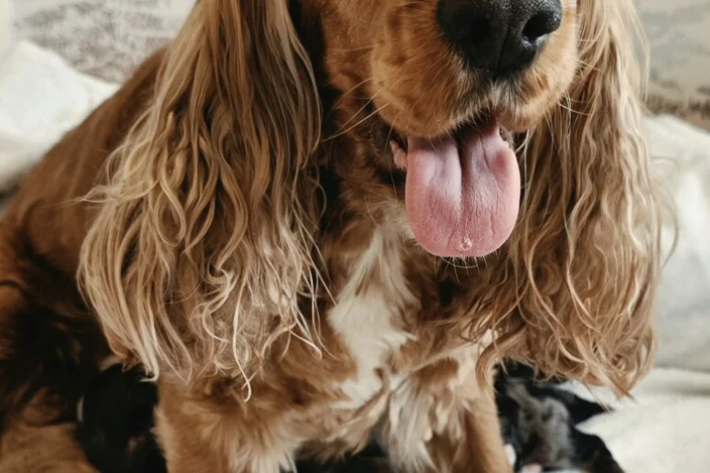 Cockapoo